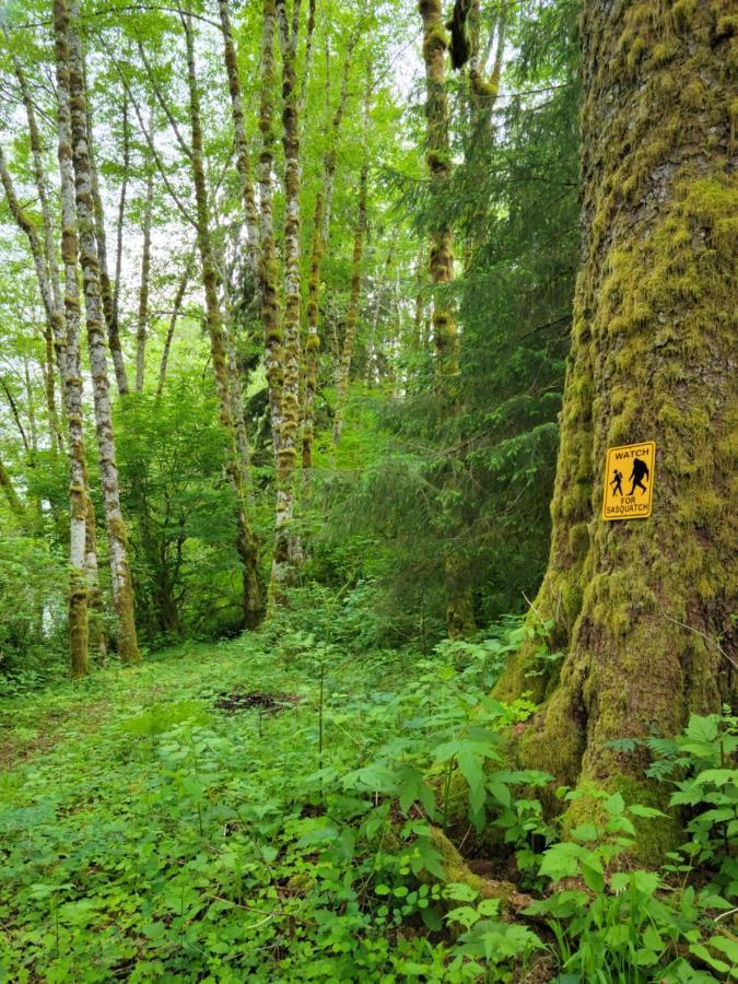 A Relaxing Getaway-A Backwoods Cabin Solduc River Beaver Exterior foto